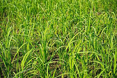 Key社《LOOPERS》6月2日登陆Switch 支持中文